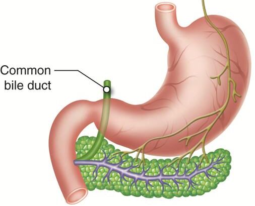 Pancreas3